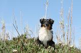 BERGER AUSTRALIEN PUPPIES 083